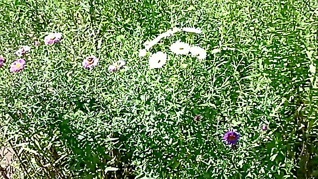 I Came on a Beautiful Whore's Face While Walking in the Park.